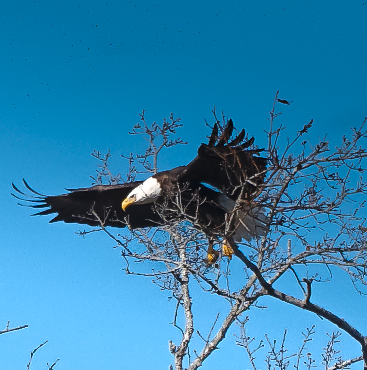 bald eagle