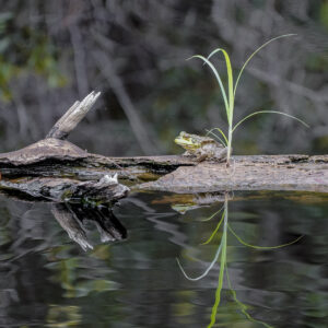 bullfrog