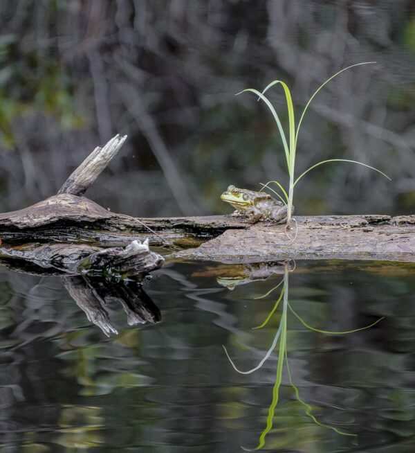 bullfrog