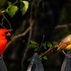 A pair of cardinals