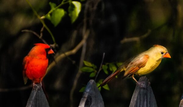 A pair of cardinals