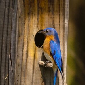 Eastern bluebird