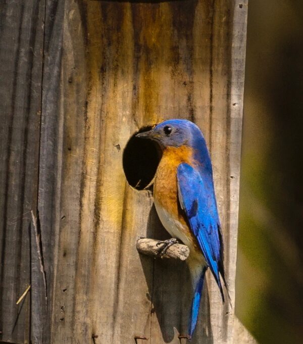 Eastern bluebird