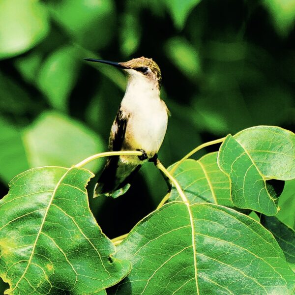 hummingbird