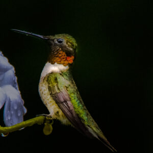 hummingbird