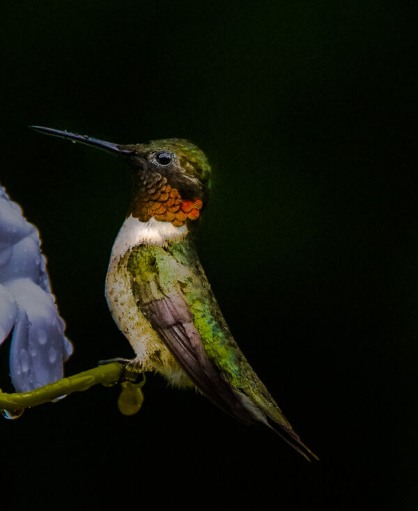 hummingbird