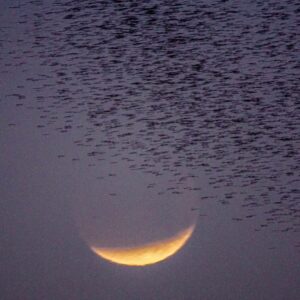 Lunar eclipse with a flock of birds