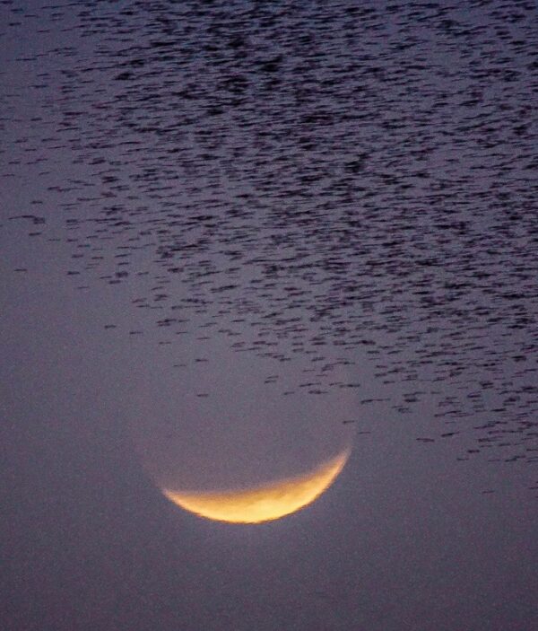 Lunar eclipse with a flock of birds