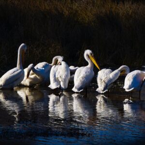 Pelicans