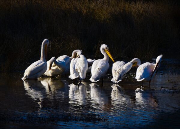 Pelicans