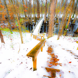 Snow at Cypress Swamp