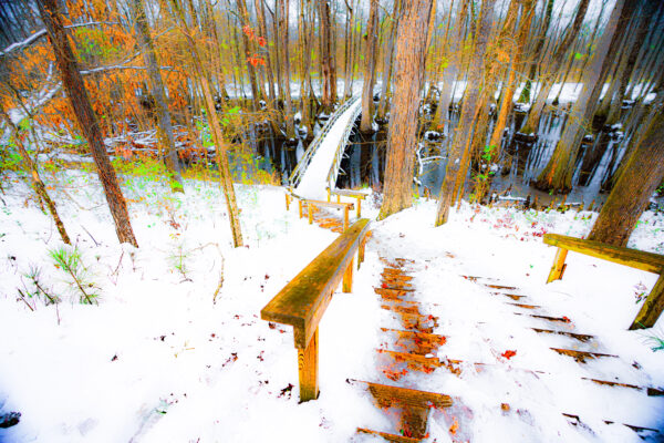 Snow at Cypress Swamp