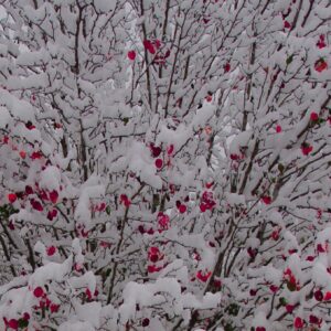 Tree in the snow