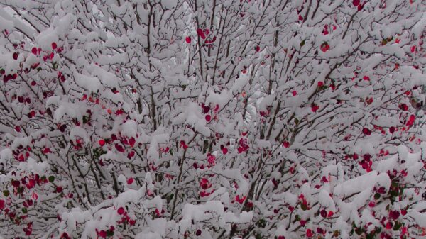 Tree in the snow