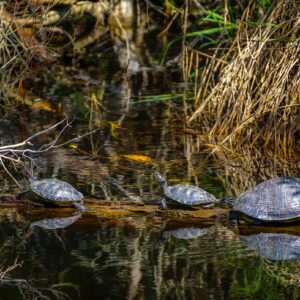 Turtles sunning near Ocean Springs, Mississippi