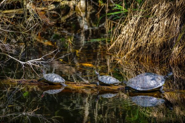 Turtles sunning near Ocean Springs, Mississippi